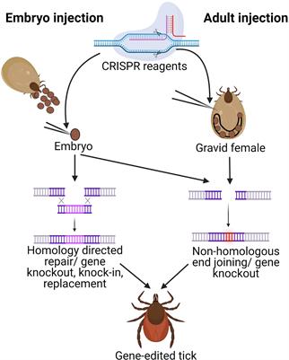 Genetic Manipulation of Ticks: A Paradigm Shift in Tick and Tick-Borne Diseases Research